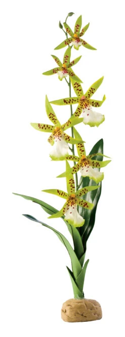 EX SPINNEN ORCHIDEE 6,5x5x58,5cm
