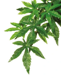 EX ABUTILON M - 17,5x3x60,5cm