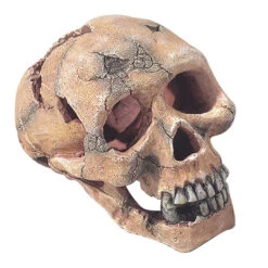 SKULL L - 15CM