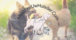 GRIT ROODSTEEN VAINQUEUR 20KG