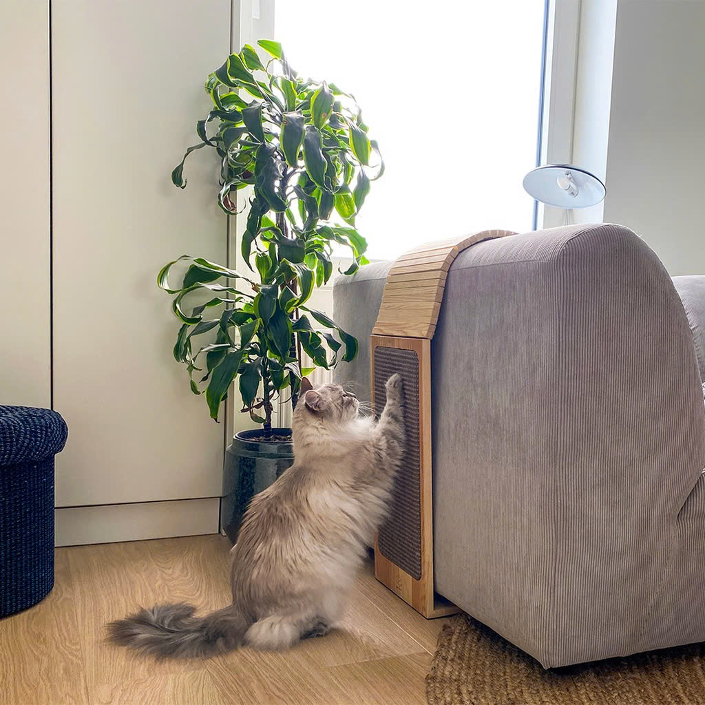 Hond | Kat Winkel -Hond | Kat Winkel z6441317178599 26855868891aa97c4090a6a5e79eb93d